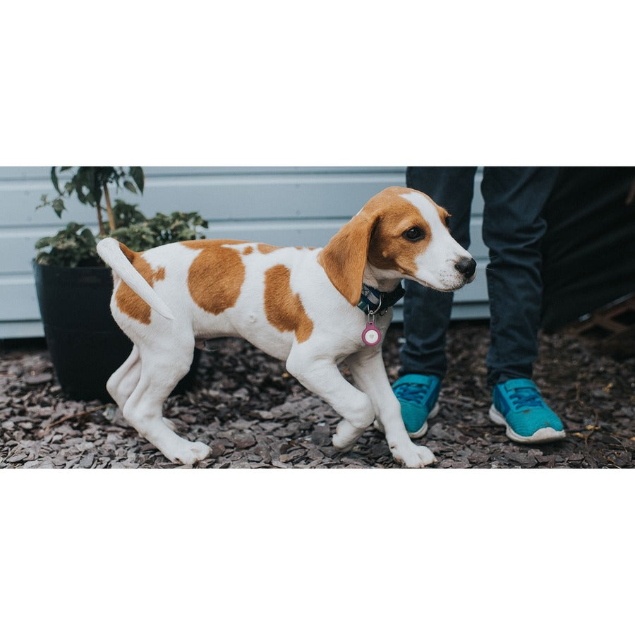 Belkin Secure Holder with Key Ring for AirTag F8W973BTPNK